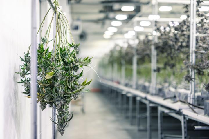 Banking Legal Marijuana Businesses