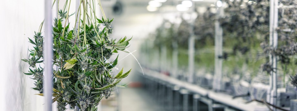 Banking Legal Marijuana Businesses